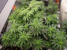 SAM_3042