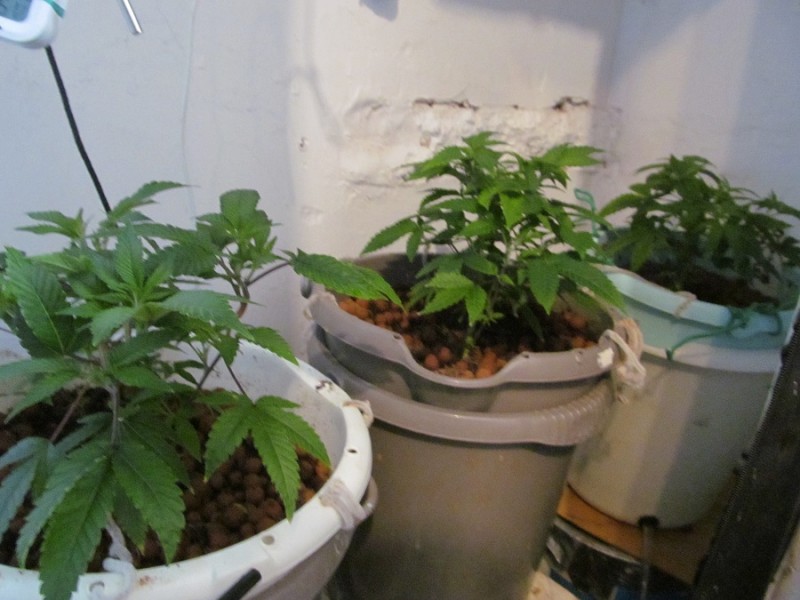 week2 veg (2)