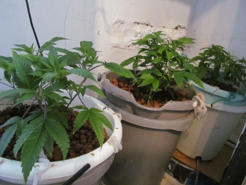 week2 veg (3)