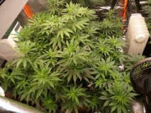 SAM_3048