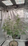 Grape Earth #2