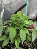 Sticky Mango Auto end of wk3