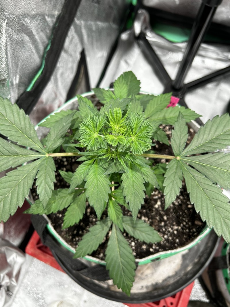 Sticky Mango Auto end of wk3