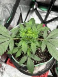 Sticky Mango Auto end of wk3
