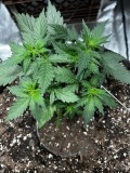 MoonBerry Pie Auto end of wk3