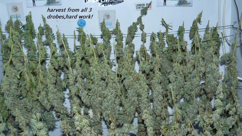 harvest pics 001