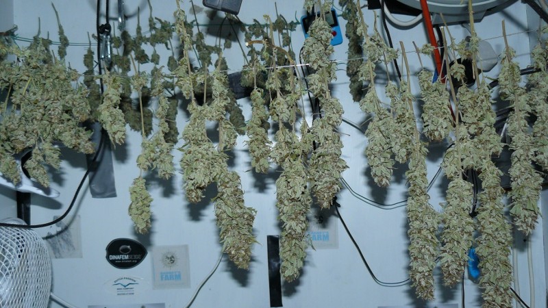 harvest pics 002