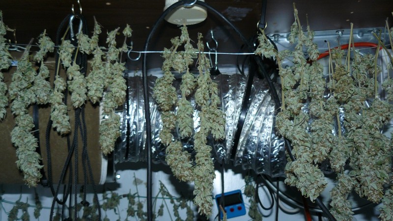 harvest pics 003