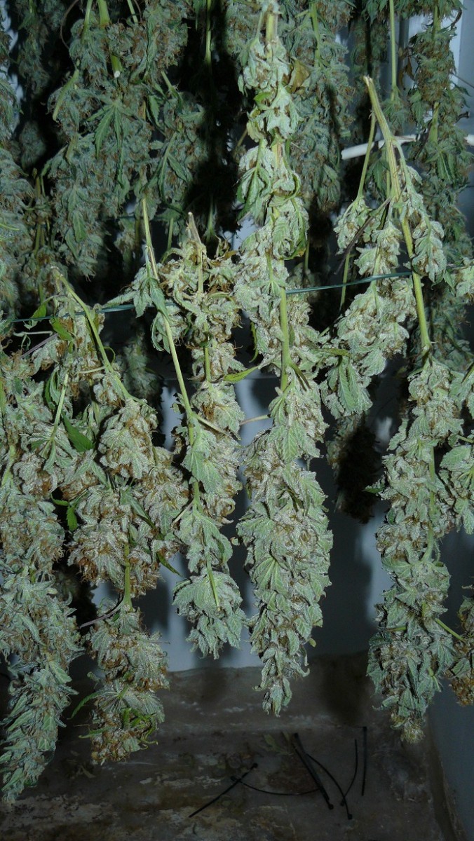 harvest pics 005