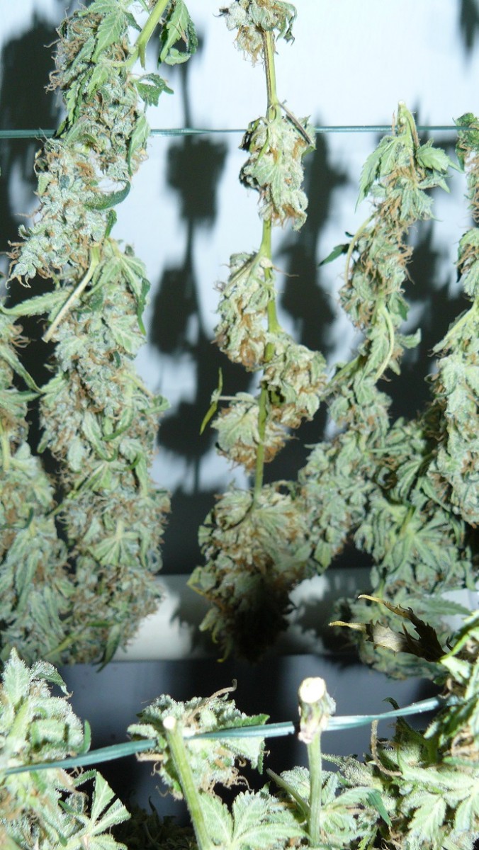 harvest pics 016