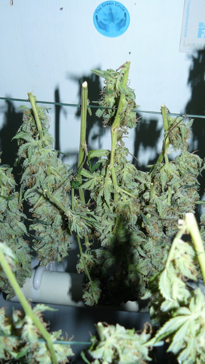 harvest pics 017