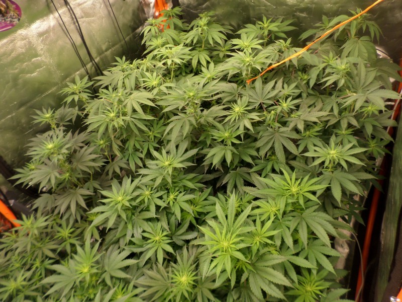 day11right