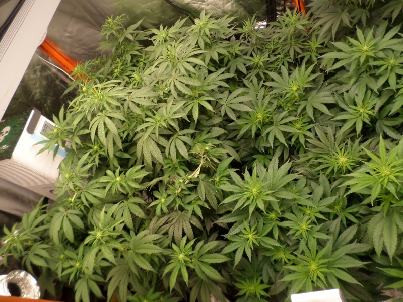 day11left