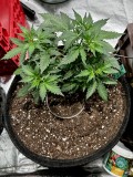 Tastebudz moon berry pie auto wk4