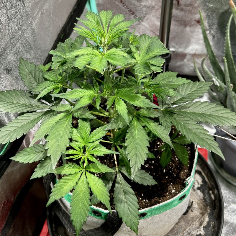 Tastebudz sticky mango auto wk4