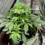 Tastebudz sticky mango auto wk4