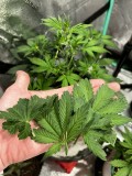 Tastebudz sticky mango wk4 defol