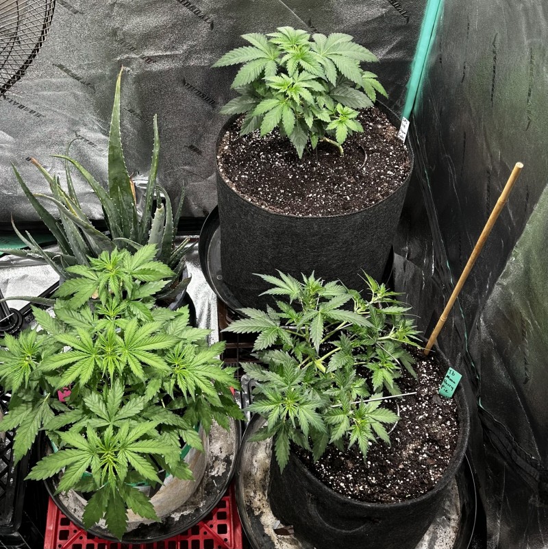 Mixed tent lookin wk4