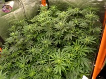 SAM_3067