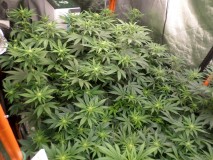 SAM_3068