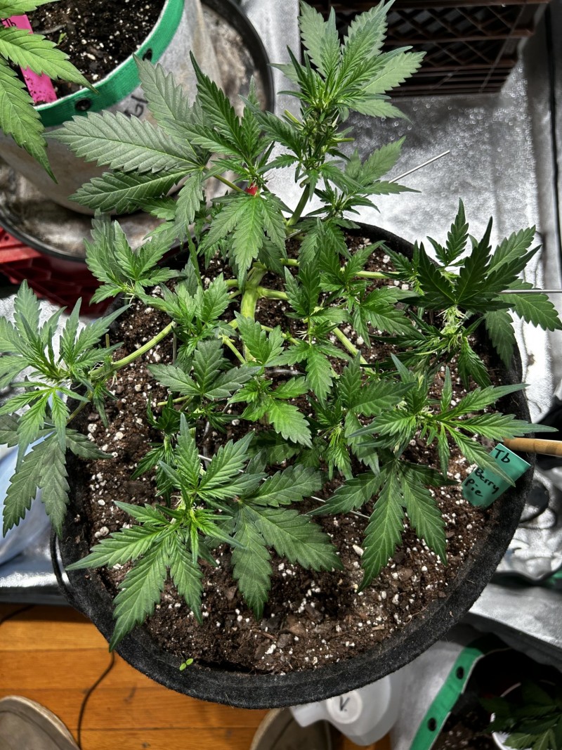 TB Moon Berry Pie wk5