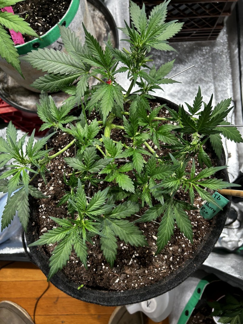 TB Moon Berry Pie wk5