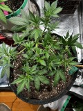 TB Moon Berry Pie wk5
