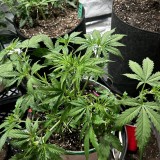 Tb sticky mango wk5 after defol