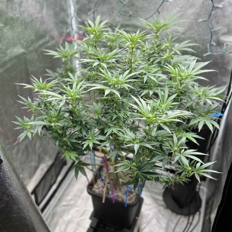 Ethos grape diamond wk3 since flip