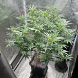 Ethos grape diamond wk3 since flip