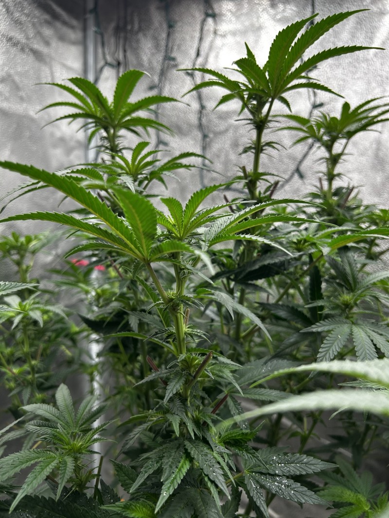 Ethos grape diamond wk3 since flip