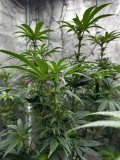 Ethos grape diamond wk3 since flip