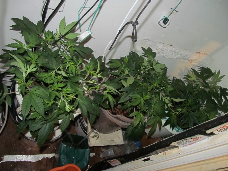 10days bloom (1)