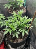 Tastebudz a moon Berry Pie Auto wi5