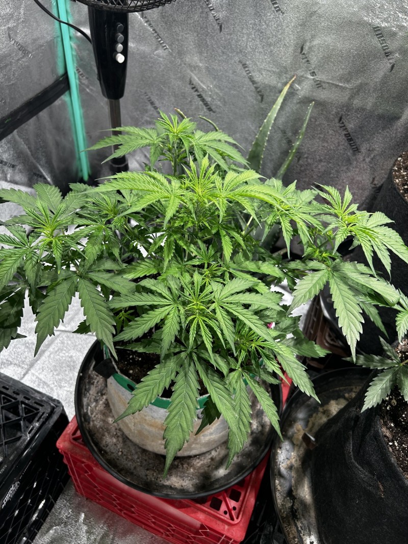 Tastebudz Sticky Mango Auto wk5