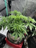 Tastebudz Sticky Mango Auto wk5
