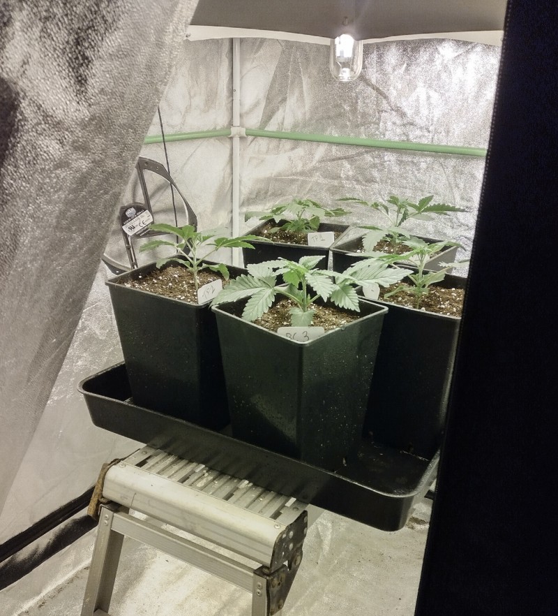 veg
