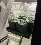 veg