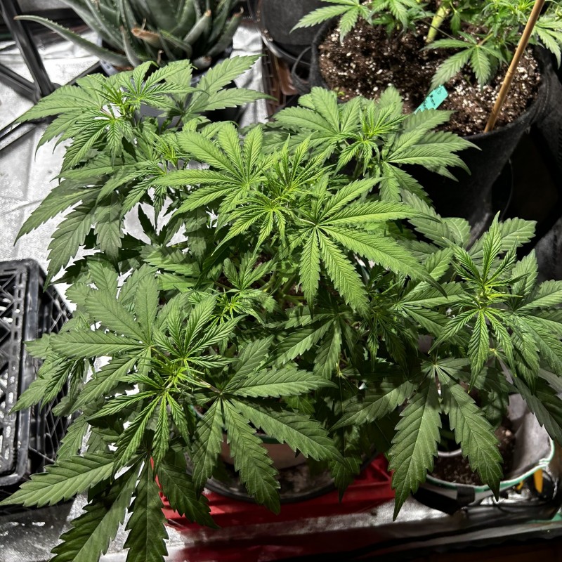 Tb sticky mango wk5 pre defoliation