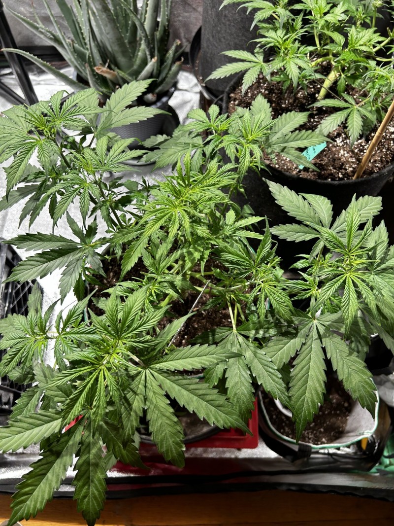 Tb sticky mango auto wk5 post defoliation