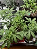 Tb sticky mango auto wk5 post defoliation