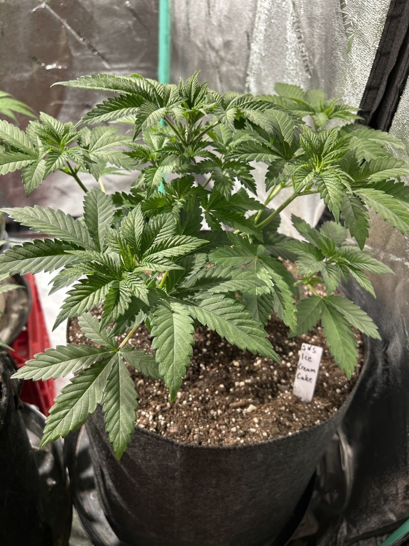 Sns icc photo wk5 training and defoliation