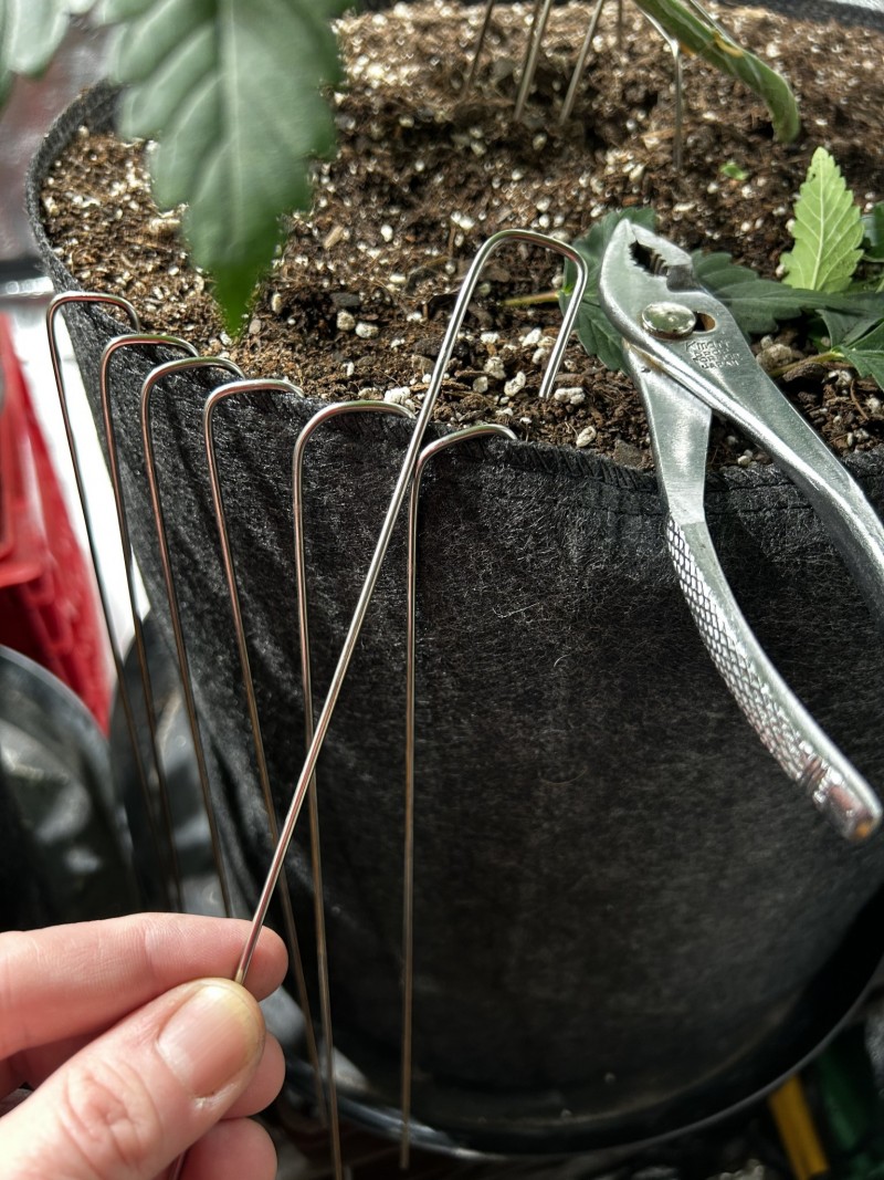 Sns icc photo wk5 training and defoliation