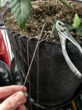 Sns icc photo wk5 training and defoliation