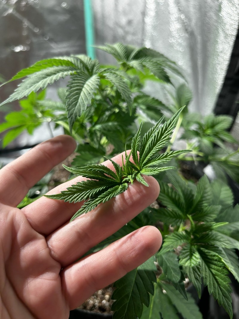 Sns icc photo wk5 training and defoliation