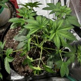 Sns icc photo wk5 training and defoliation