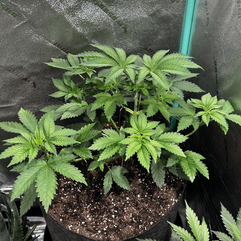 Sns ICC photo midwk5