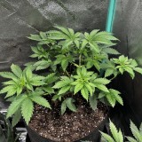 Sns ICC photo midwk5