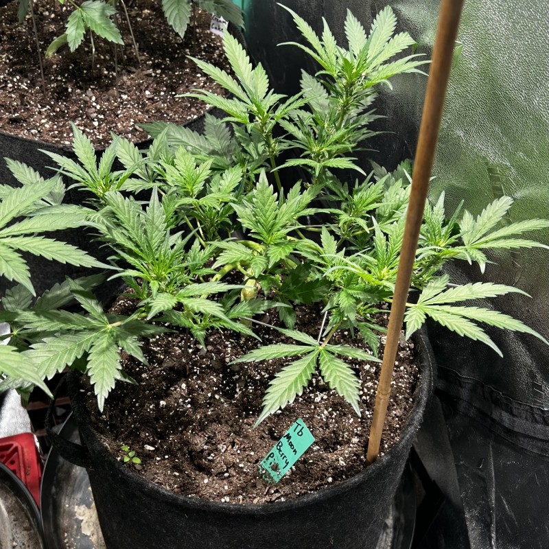 Tb moon berry pie mdwk5