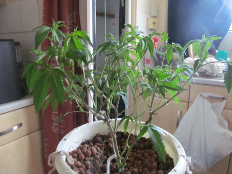 13days bloom (2)